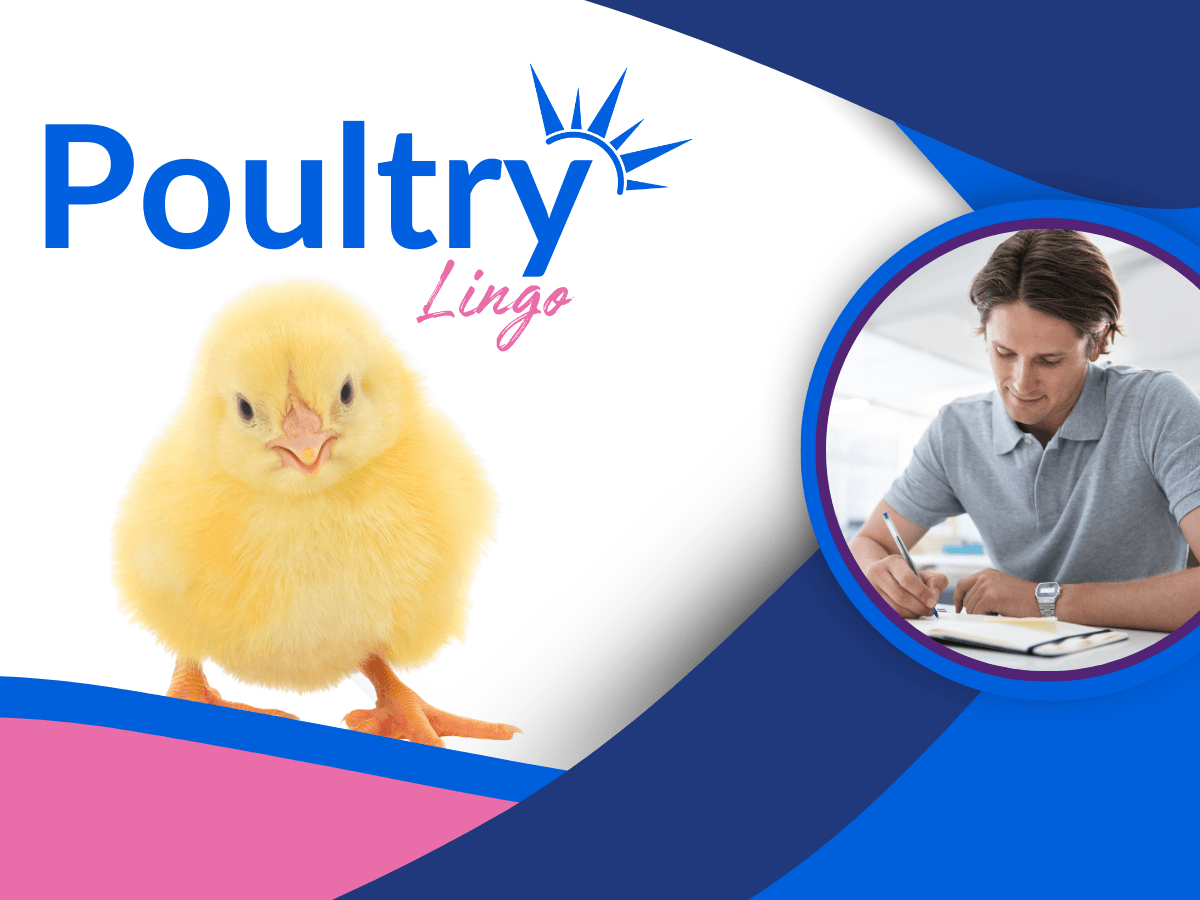 Poultry Lingo
