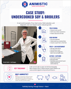 Animistic case study infographic showing undercooked soy in broilers and how trypsin inhibitors can reduce protein digestion and growth performance.