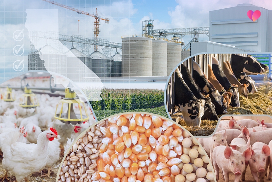 Animal feed facility with cattle, pigs, poultry and feed grains representing California commercial feed regulations