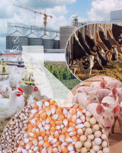 Animal feed facility with cattle, pigs, poultry and feed grains representing California commercial feed regulations